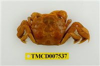 藏品(白紋方蟹)的圖片